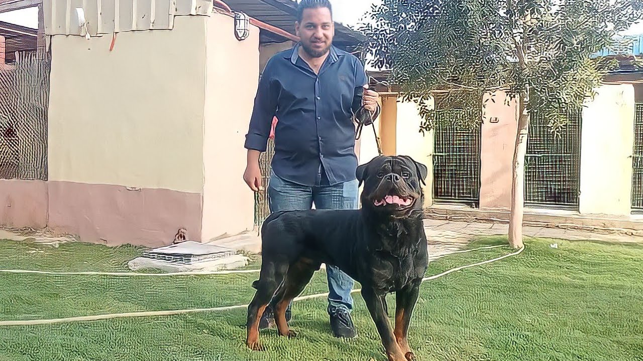 مزرعة أ / حسام ايمن لكلاب الروت وايلر ومستويات فالمزرعة اسعارها 125000ج 8000$ !!