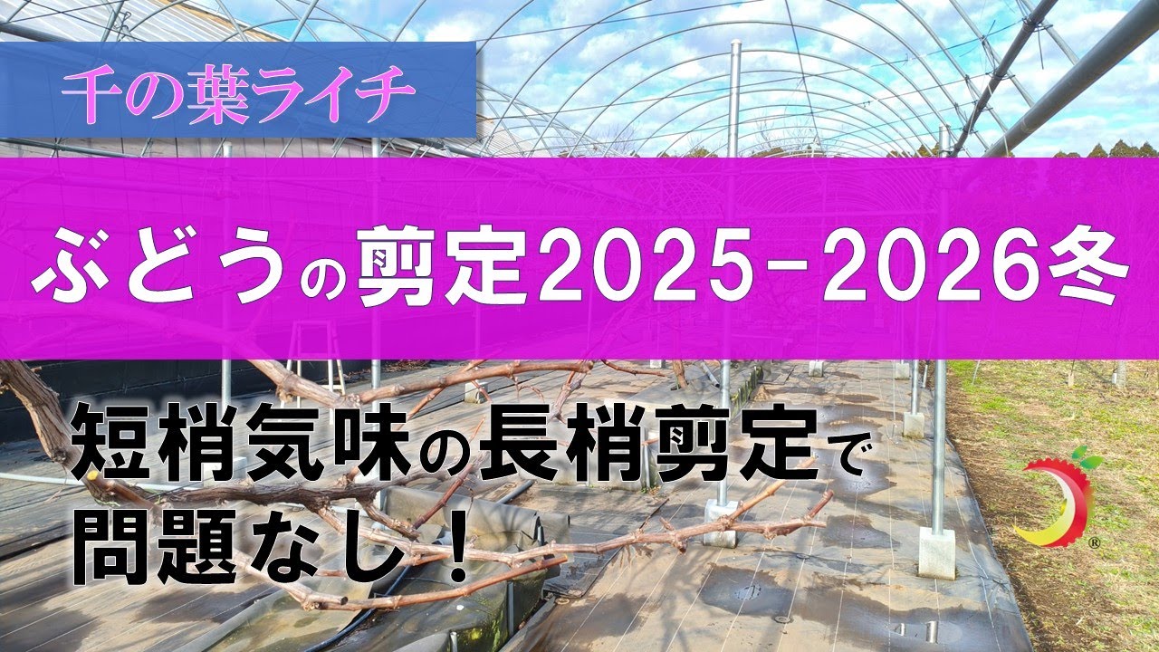【ぶどうの剪定2025-2026冬】短梢気味の長梢剪定で問題なし！