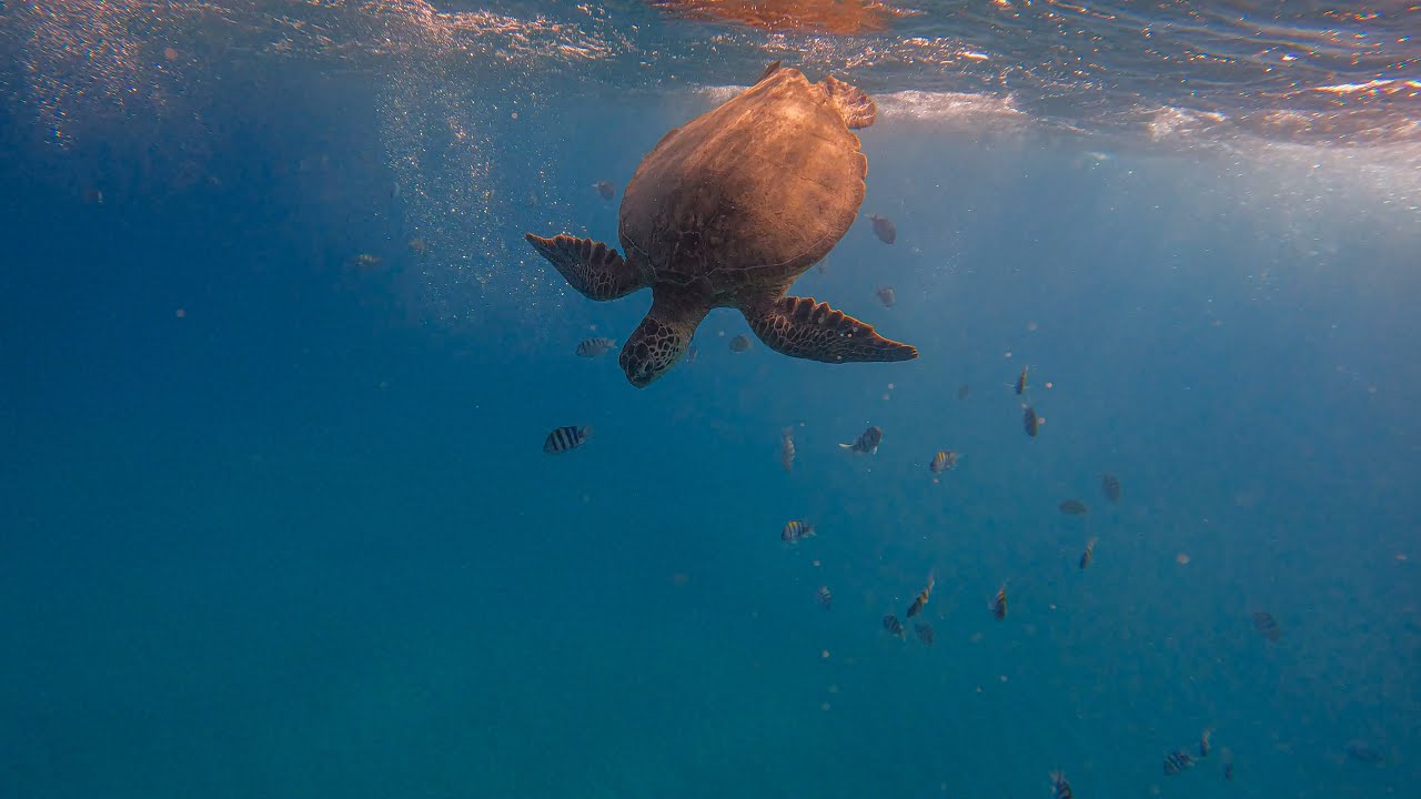 Free Diving Electric Beach | Oahu | Hawaii