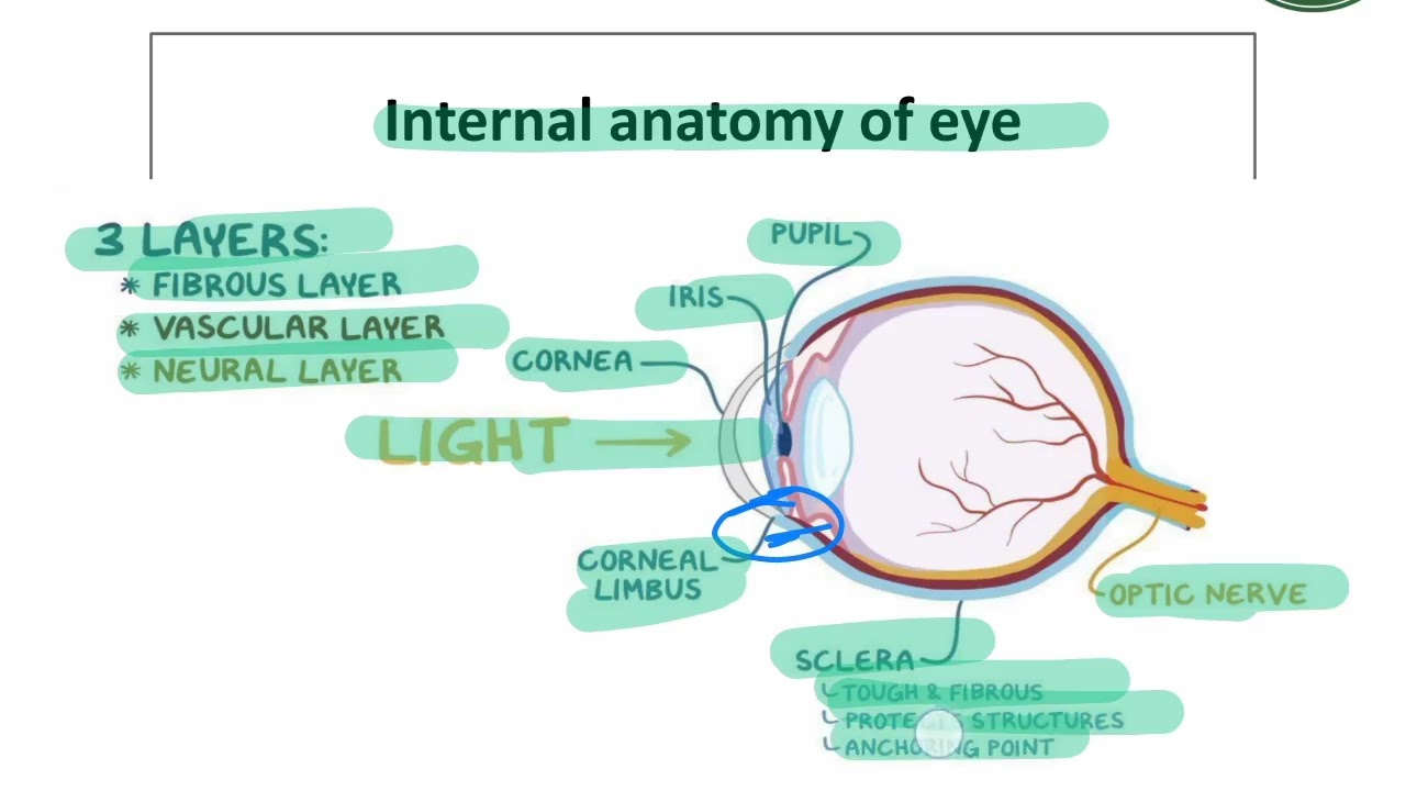 Disorders of eye and ear by Dr pulse #pathophysiology 