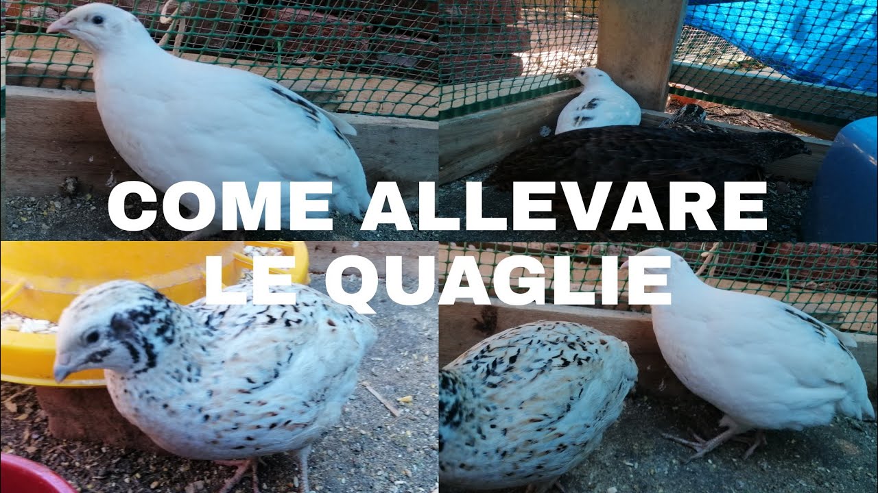 Come ALLEVARE le QUAGLIE