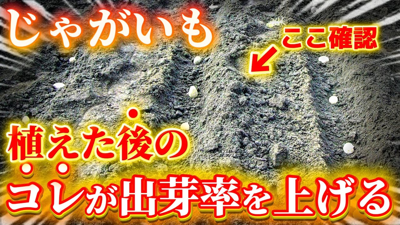【じゃがいも】植えた後はこのポイントを抑えると出芽率が爆上がりします！植えた後に重要なことについてお話します