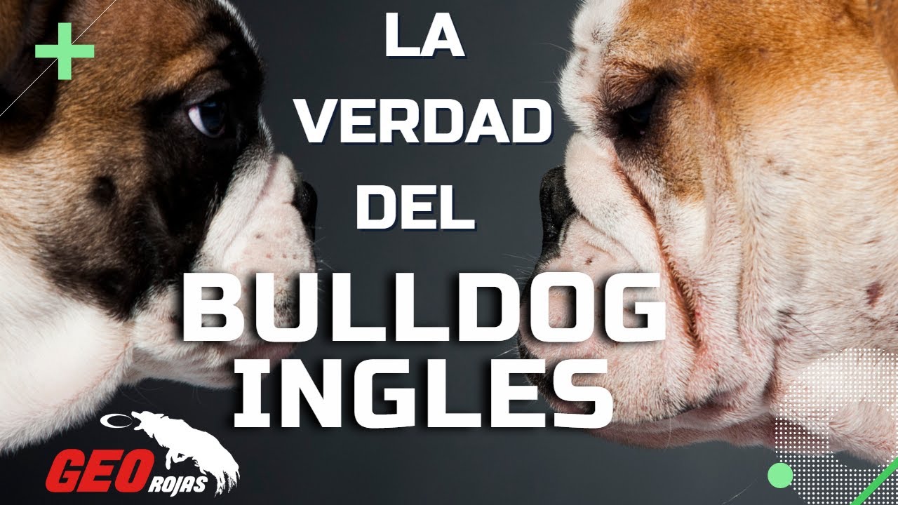 NO tengas un BULLDOG INGLES antes de ver este video