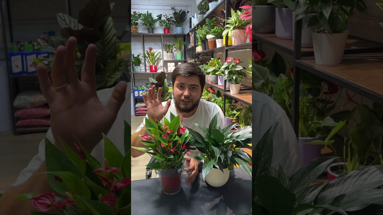 Antirium va spatifilm gularni qanday qilib parvarish qilish kerak