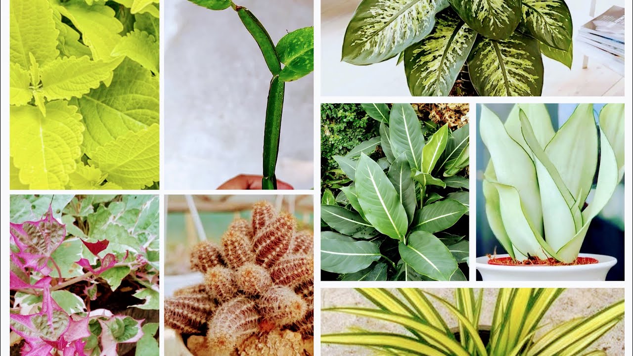 Aaj to free plants ki party ho gayi#garden #terracegardenindia #gardening #plantsofindia #plants 