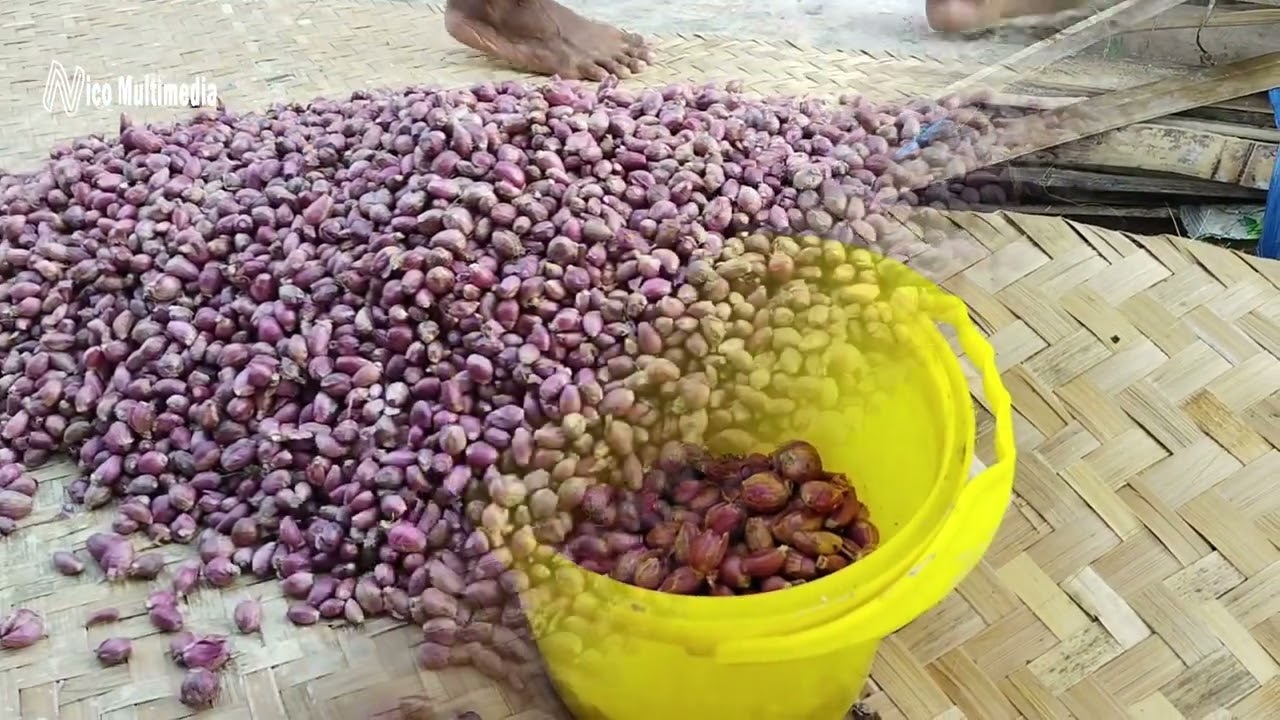 Perlakuan Bibit Bawang Merah Sebelum Ditanam Agar Subur dan Panen Melimpah