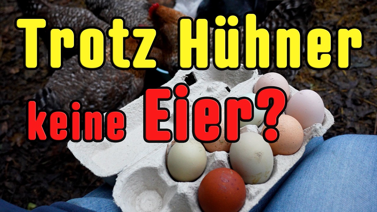 20 Gründe warum Eure 🐔 Hühner keine Eier🥚 legen!