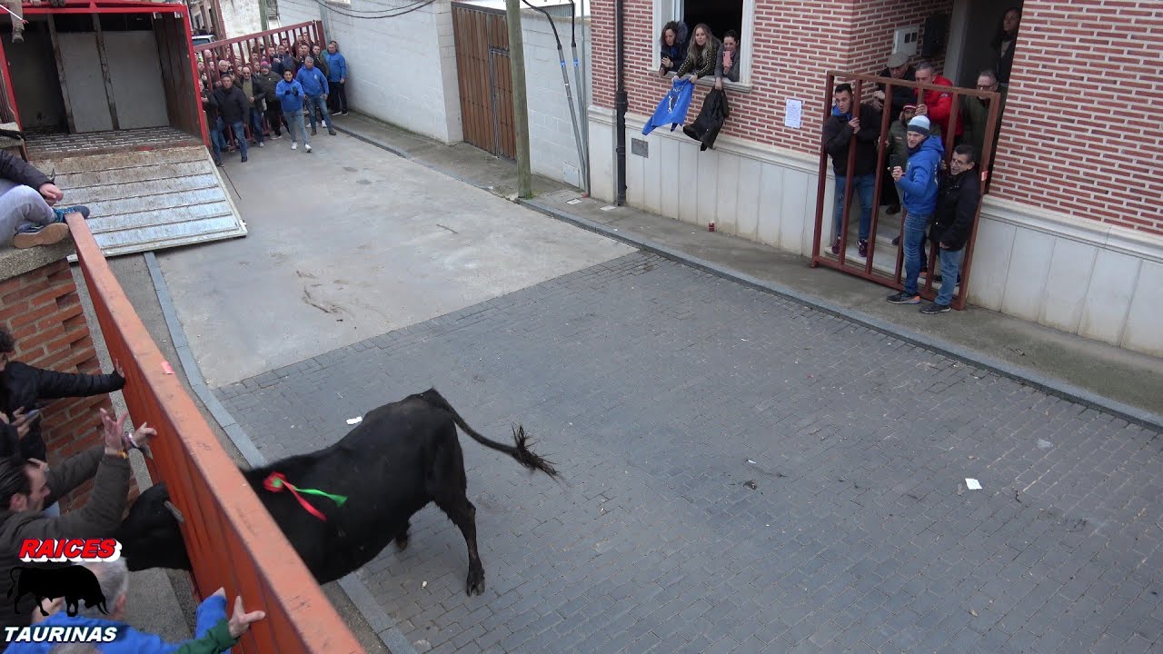 TORO DE SAN BLAS 2026 - CASTRONUÑO (VA) - SABADO 31 DE ENERO