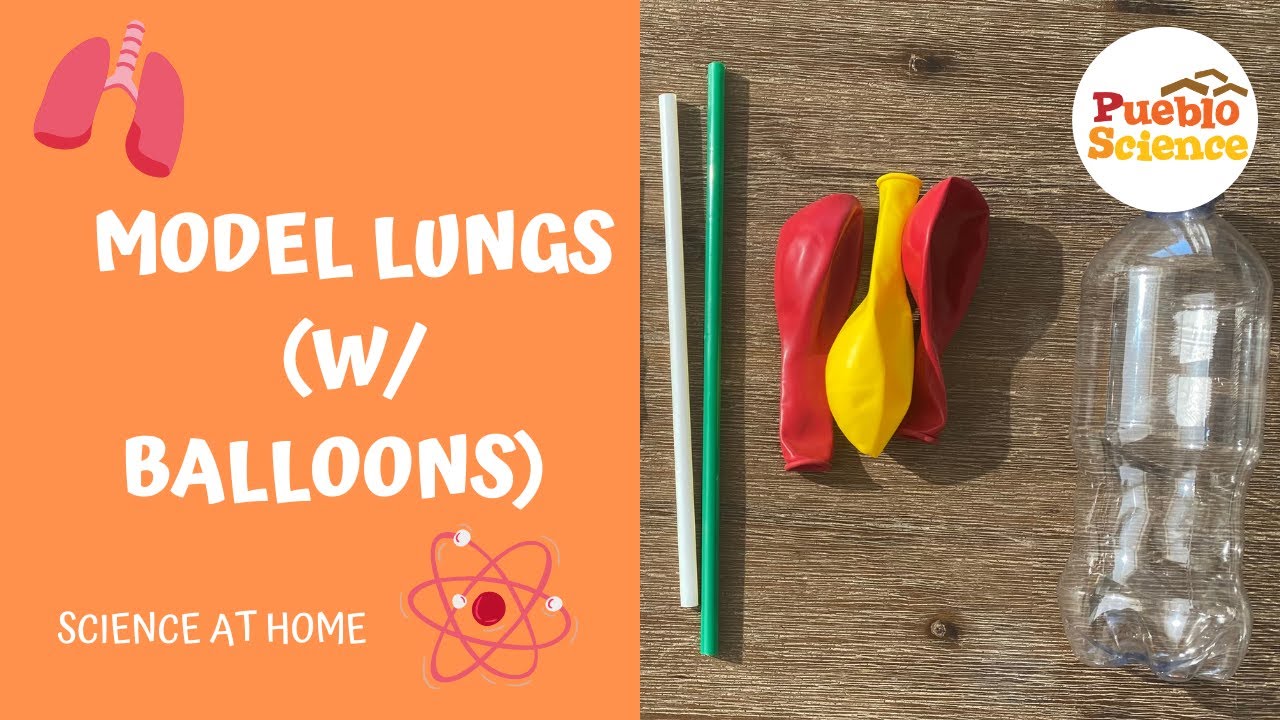 Model Lungs