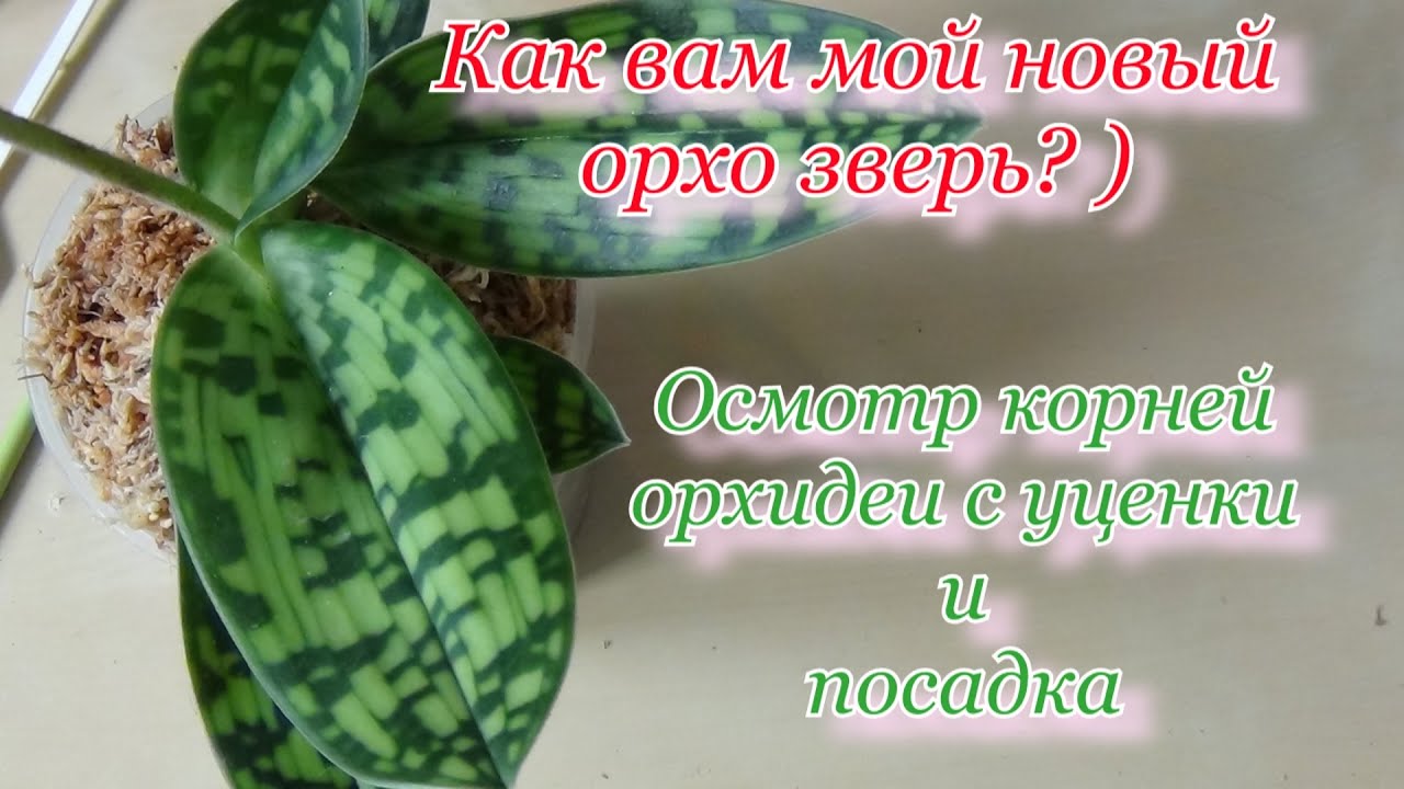 Новая орхидея пафиопедилум Эмма, он же Мауди. Уценка в 300 р. Как вам? Корни и моя посадка