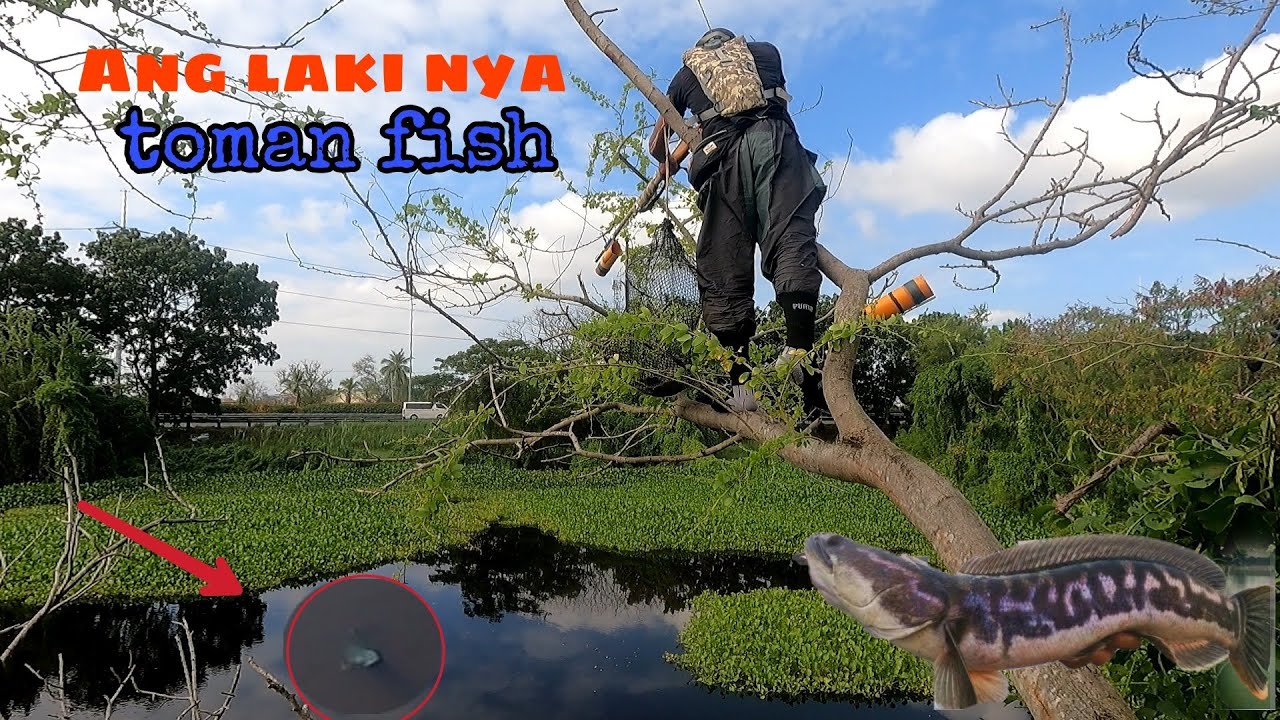 ANG PAG AMBUSH sa TOMAN fish || Tiksay Fishing Hunting