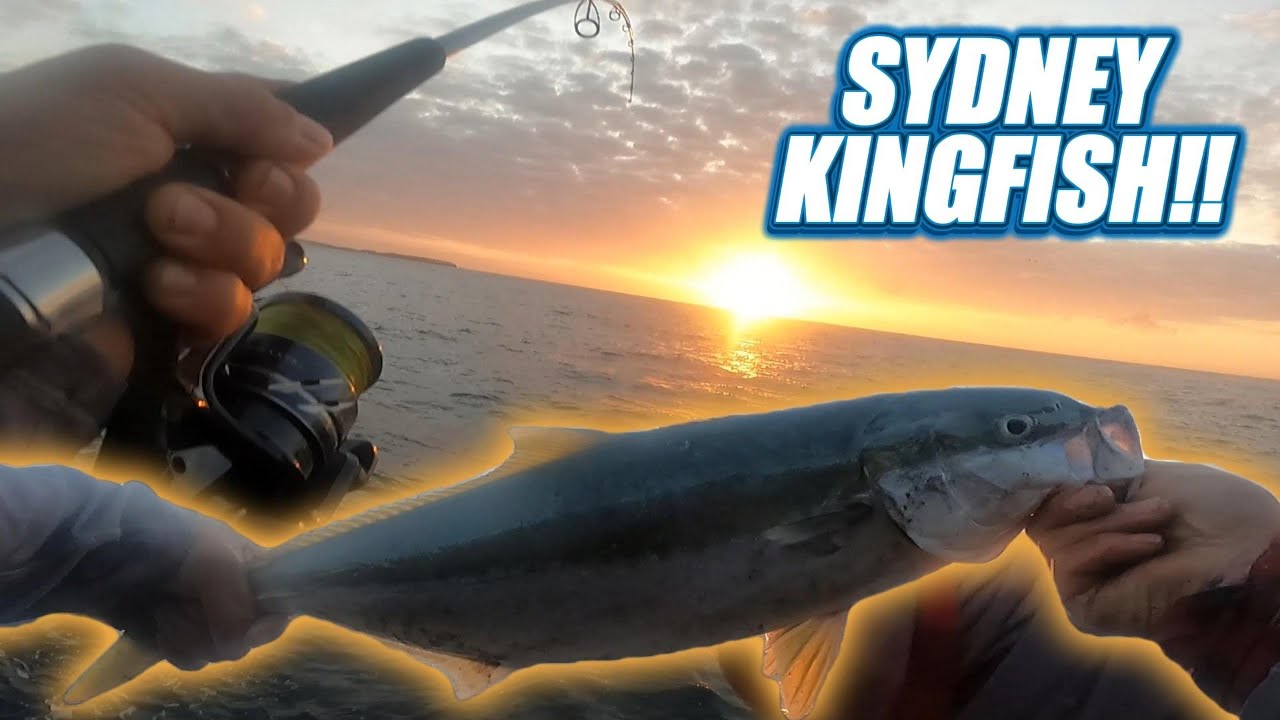 First Legal KINGFISH From the Rocks!! [ Epic Catch & Cook Adventure]