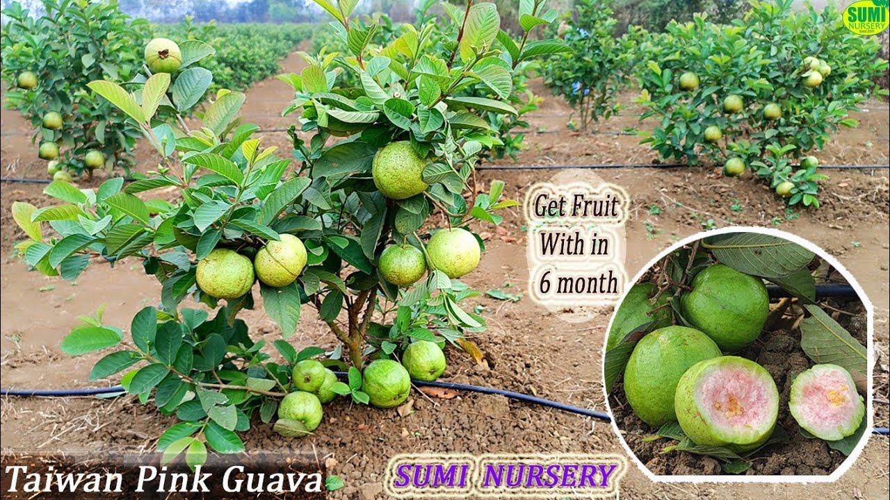 Taiwan Pink Guava Farming Full information,ताइवान गुलाबी अमरूद,Pink Guava ki kheti,Call = 8926100200