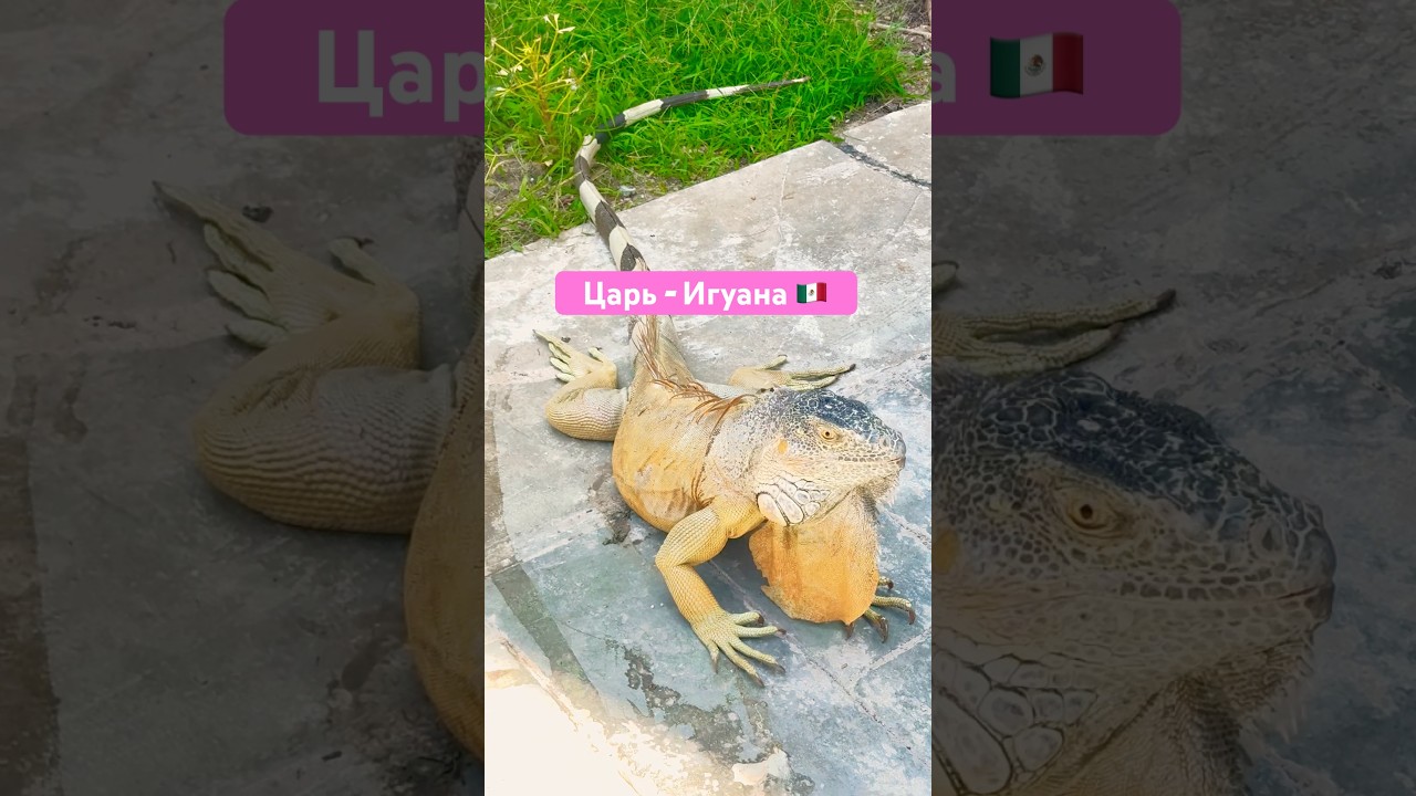 Красавчик 🥰 #mx #игуана #ящерица #жизньвмексике #iguana #cancun #laisla #caribbeanlife