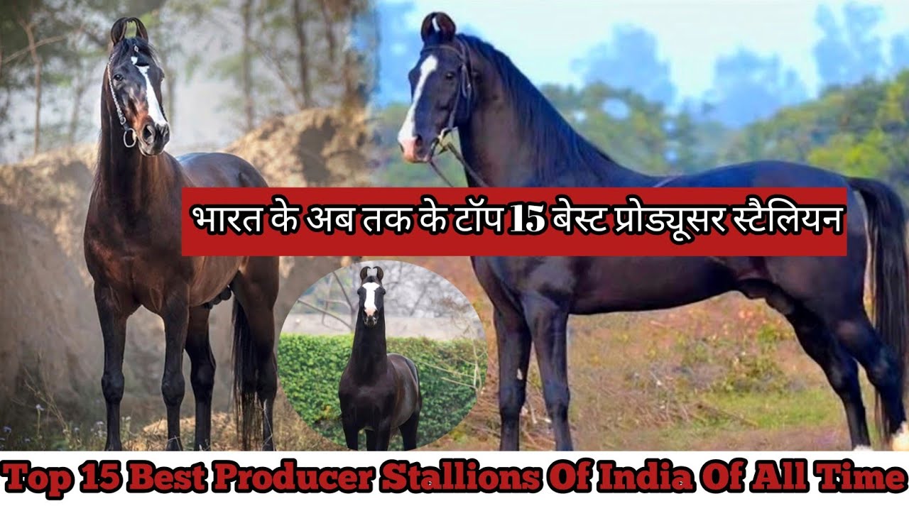 TOP 15 BEST PRODUCER STALLIONS OF INDIA OF ALL TIME || भारत के अब तक के बेस्ट प्रोड्यूसर स्टैलियन ||