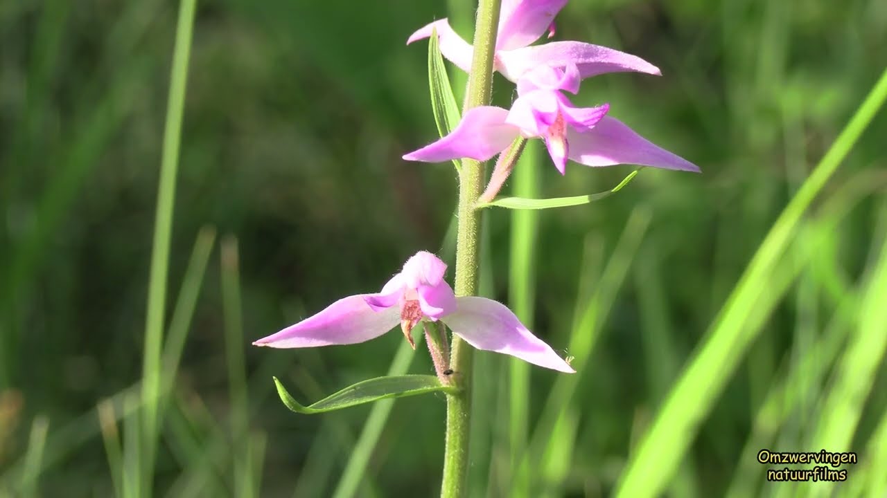 20250615 Avondje bij de Tenellaplas