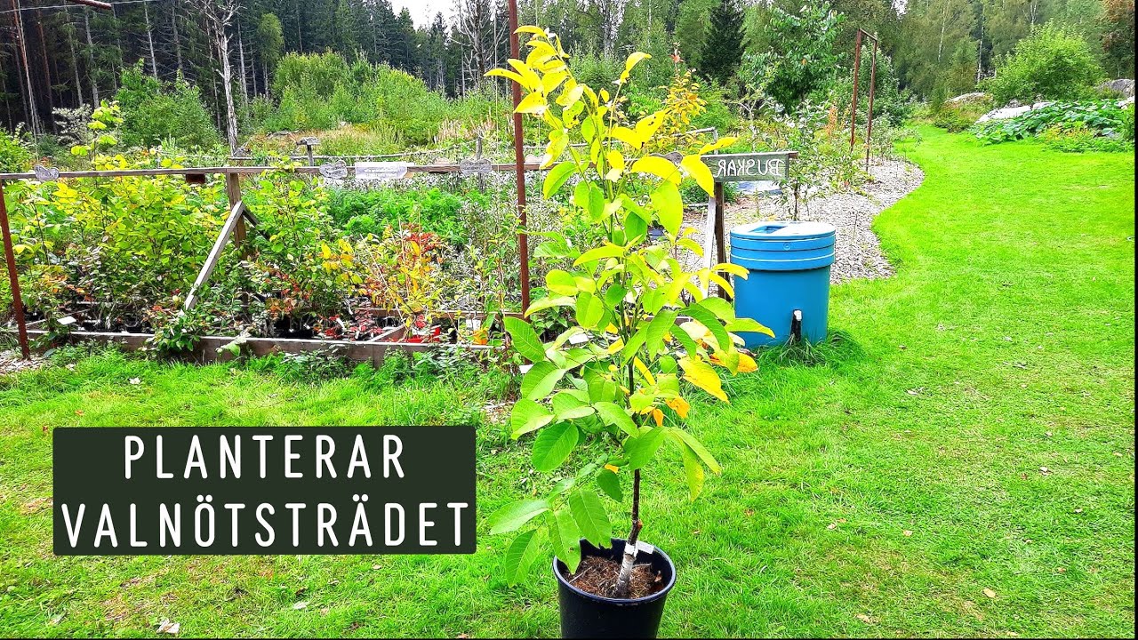 Planterar valnötsträdet: del 2 och del 1 finns nedan👇i videobeskrivningen: