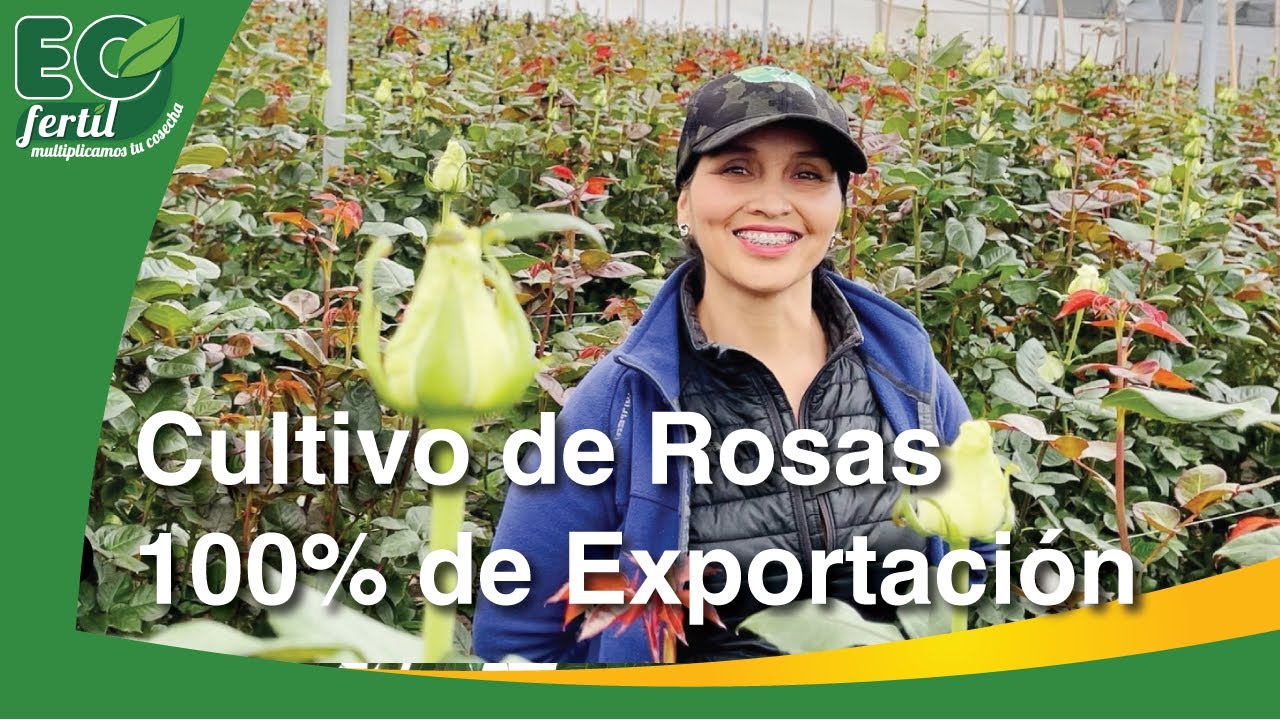 Cultivo de Rosas - EO Fértil