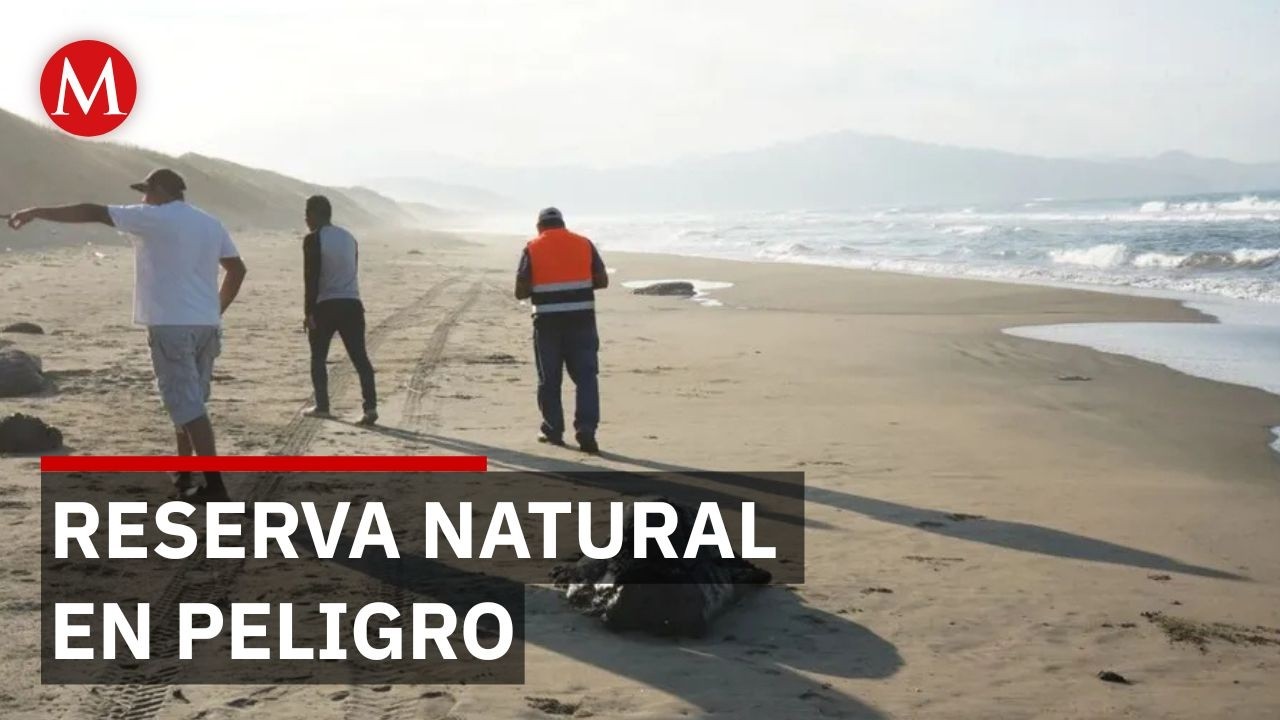 Reportan tortugas muertas por mancha de combustible en Catemaco, Veracruz