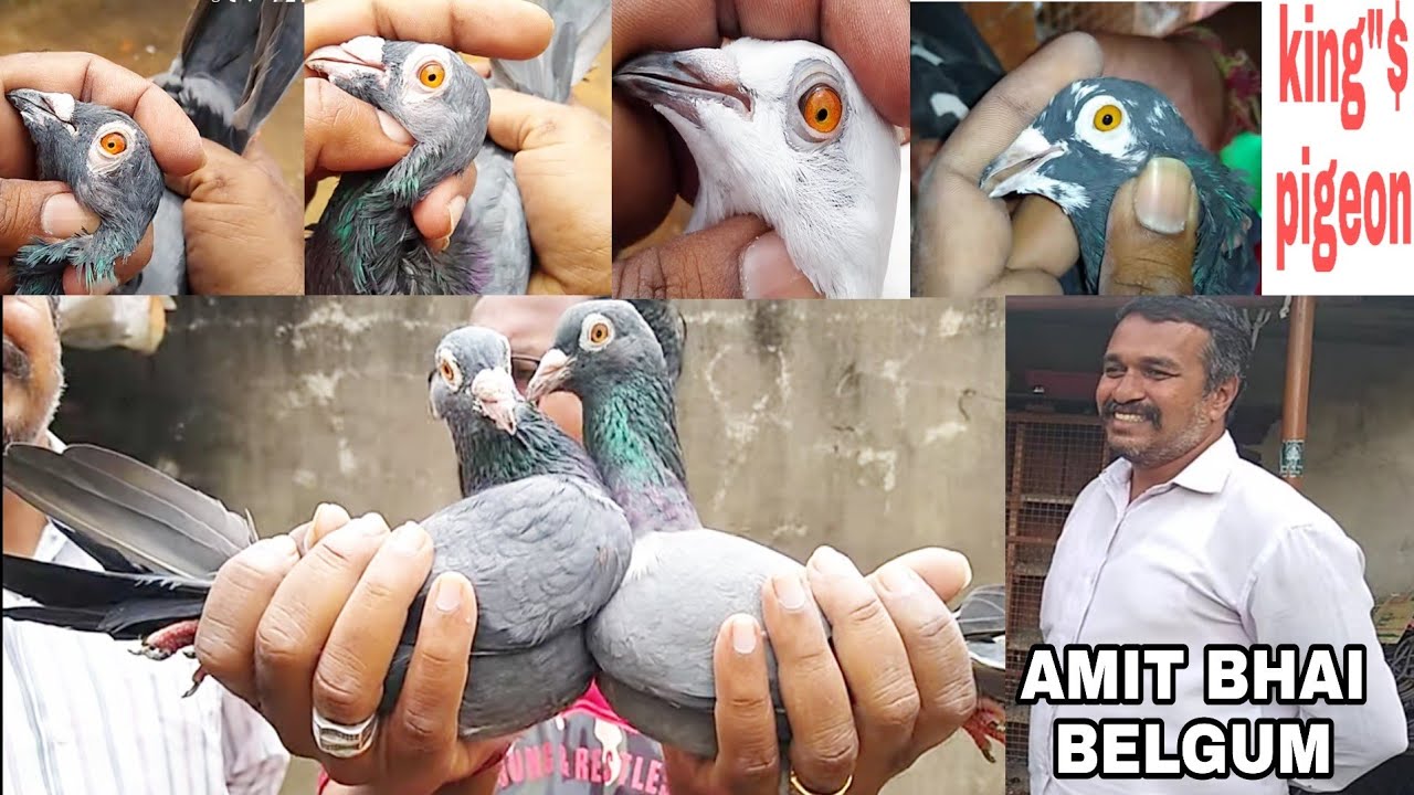 BEST COIMBATORE  PIGEON OF MR AMIT IN BELGUM KARNATAKA. AMIT BHAI KE COIMBATORE KABUTAR.