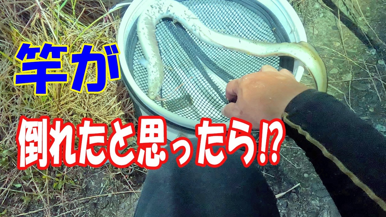 あれっ⁉　竿が倒れた......まさかの展開　【うなぎ釣り】
