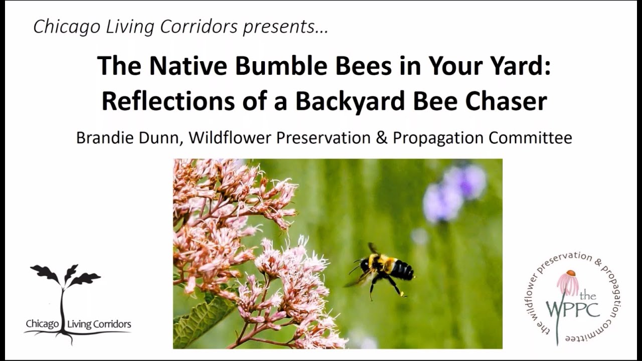 Native Bumble Bees in Your Own Backyard: Reflections of a Backyard Bee-chaser