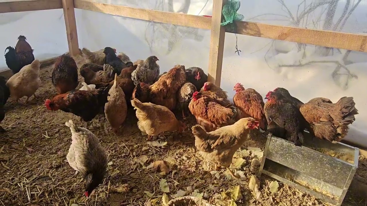 Як живе моє господарство: кури, повний брудер циплят.Сусідські історії