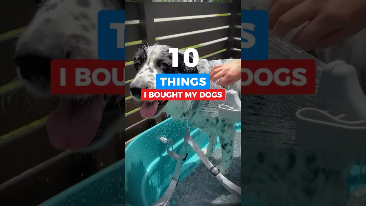 10 Things I Got to Spoil My Dogs #shorts #amazon #amazonfinds #products #pets