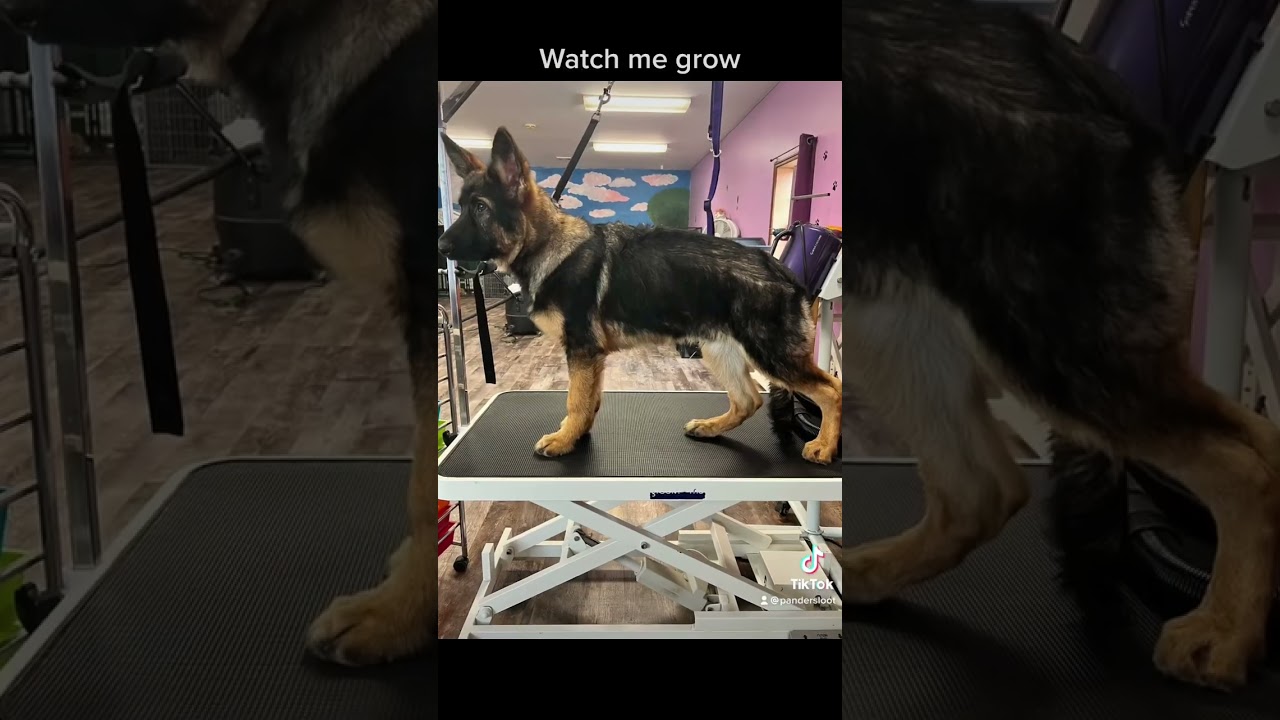 8 weeks to 6 months #puppy #germanshepherd #germanshepherdpuppy