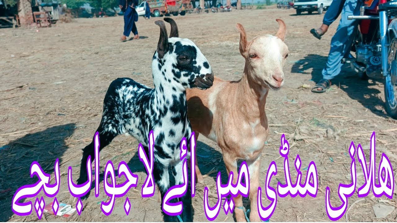 Halani Mandi Mein aya Lajwab Barbari #sindh #goat #cattleworld #cattlemarket #cow #farming#cowmandi