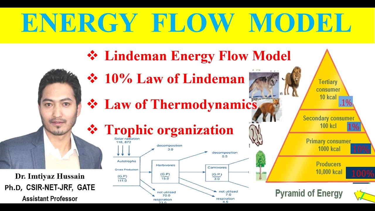 Energy flow model, #energyflow #ecology  Lindeman energy flow model, 10% low of Lindeman