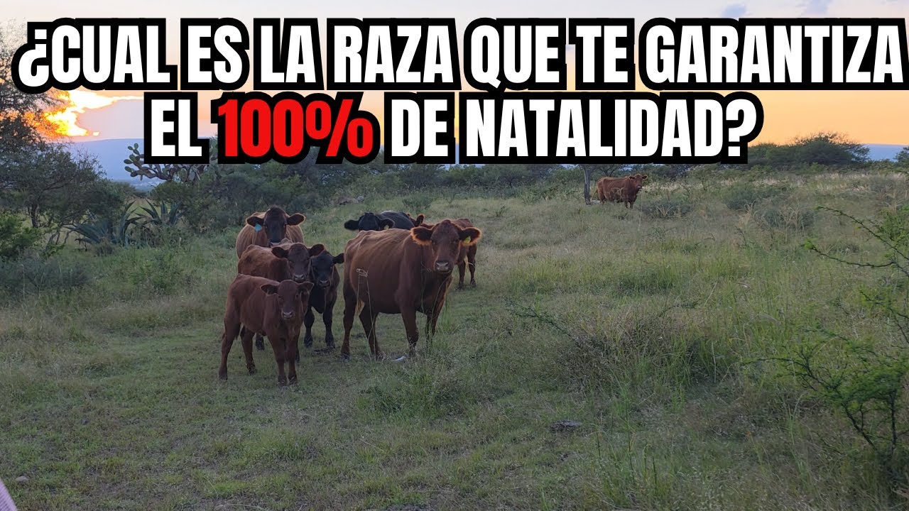 ¿Cual es la RAZA que te GARANTIZA el 100% de NATALIDAD? | Angus Rojo REVOLUCIONANDO la GANADERÍA