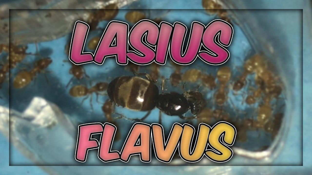 Lasius Flavus Colony! #ants #Antkeeping #Insects