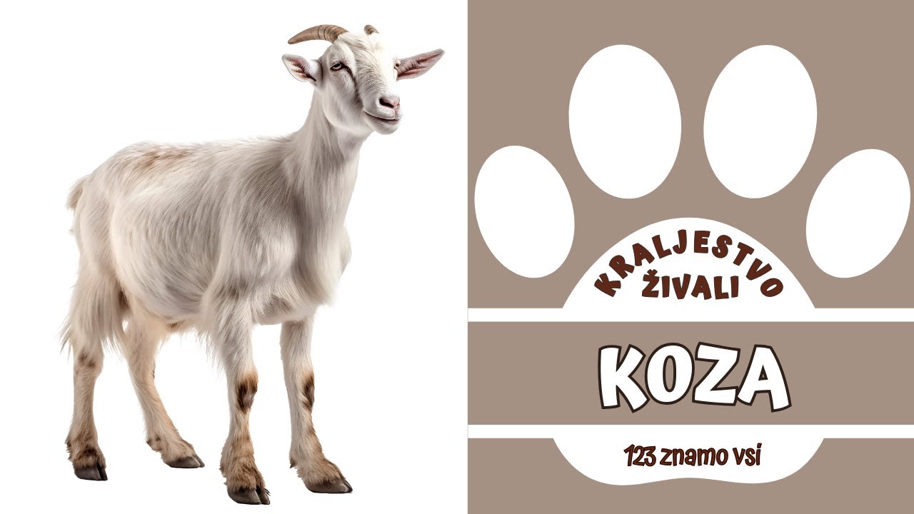KRALJESTVO ŽIVALI - KOZA | Živali na Kmetiji | Domače Živali