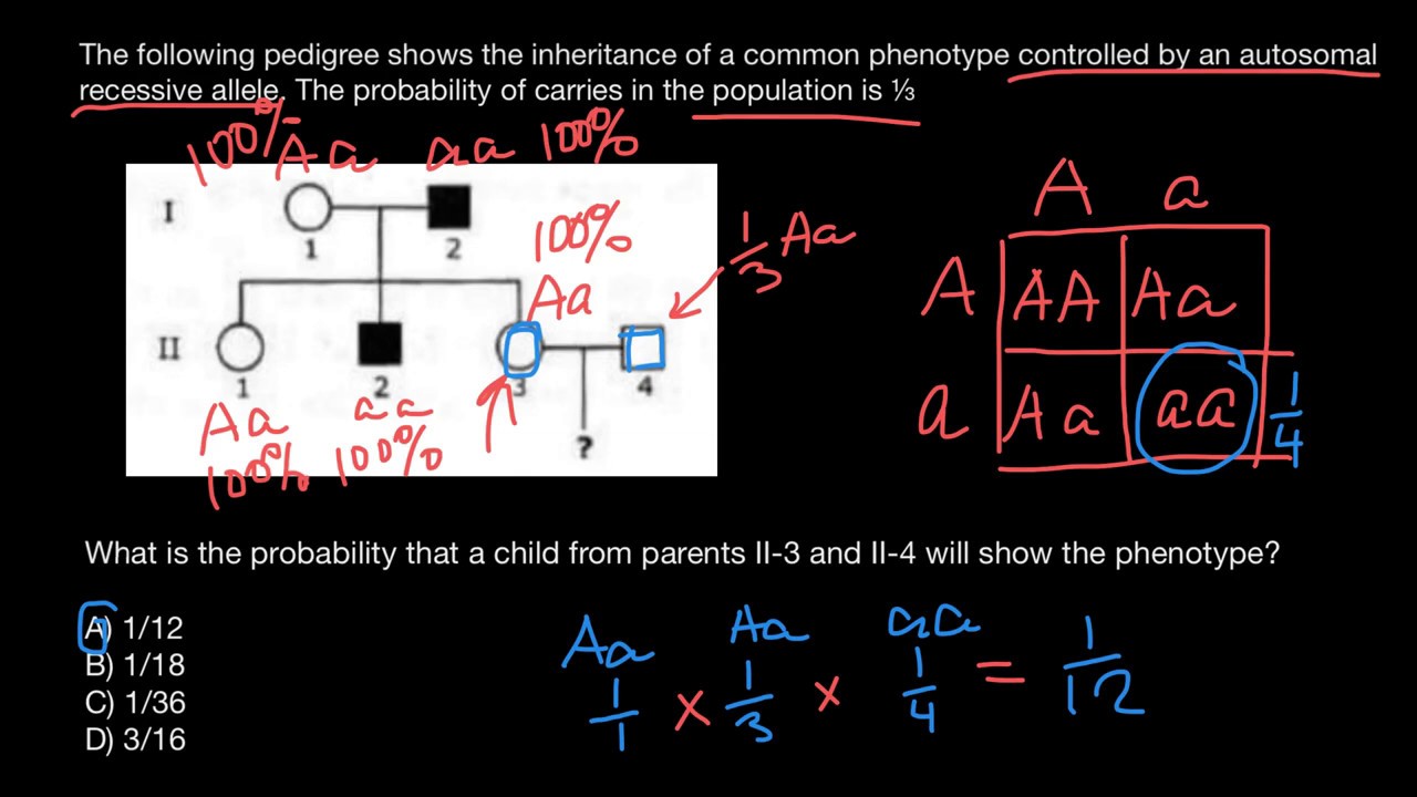 How to calculate probability of phenotype and genotype