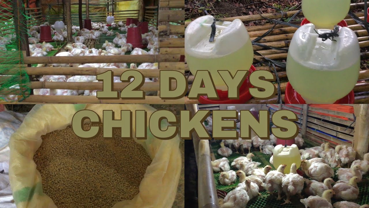 Feeds, Antibiotic, Pagtatanggal ng Ipa For 12 Days Chickens! 3rd Update