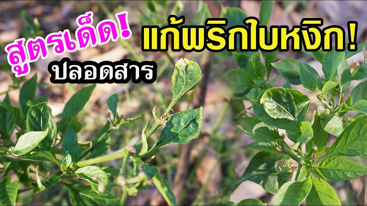 สูตรเด็ด! ปลอดสารแก้โรคพริกใบหงิก ใบเหลือง ใบไหม้ ต้นโทรม 7 วันเห็นผล!