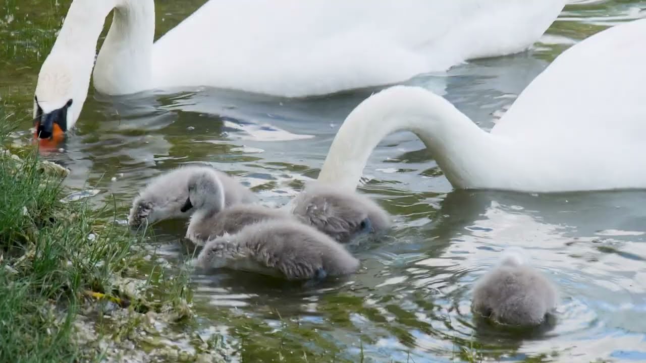 Five swan babies @ Hirschstetten Badeteich, Vienna (16. May 2025)