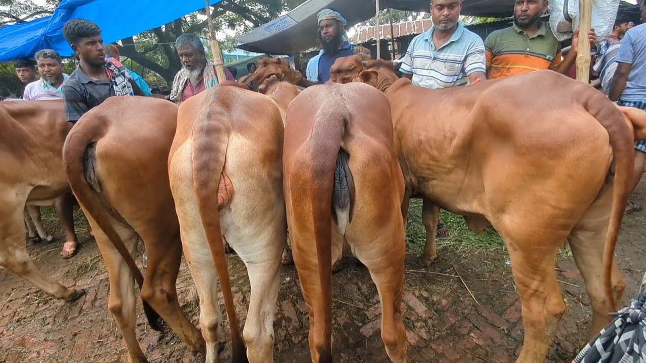 আজ ২৩ /০২/২০২৬ || শাহিওয়াল বকনা বাচ্চার দাম দর নওগাঁর ছাতড়া হাট || বকনা গরুর বাজার দর || 
