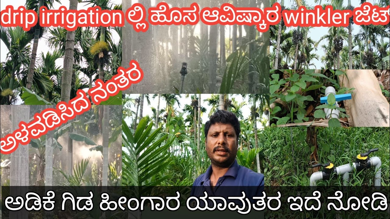 Drip irrigation ಲ್ಲಿ ಹೊಸ ಆವಿಷ್ಕಾರ winkler ಜೆಟ್ ಅಳವಡಿಸಿದ ನಂತರ ಅಡಿಕೆ ಗಿಡ ಹೀಂಗಾರ ಯಾವುತರ ಇದೆ ನೋಡಿ