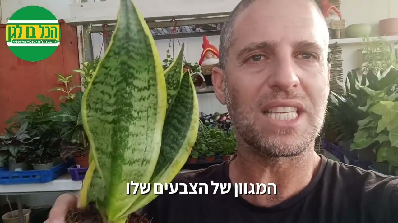 סנסיווריה הצמח המושלם לגידול בדירות חשוכות ובמקומות עם תאורה נמוכה