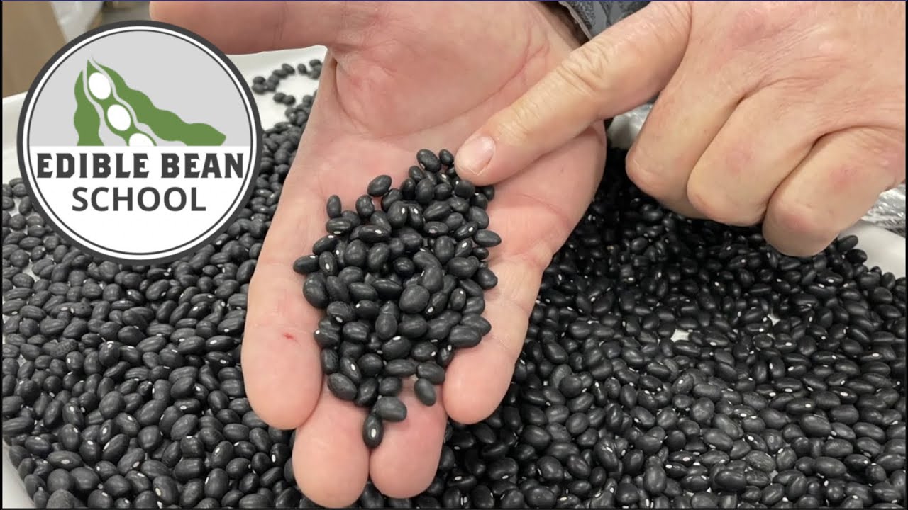 Edible Bean School: Growing and marketing black beans