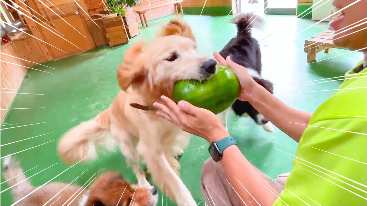 冬瓜あげたら犬のテンションが跳ね上がったww