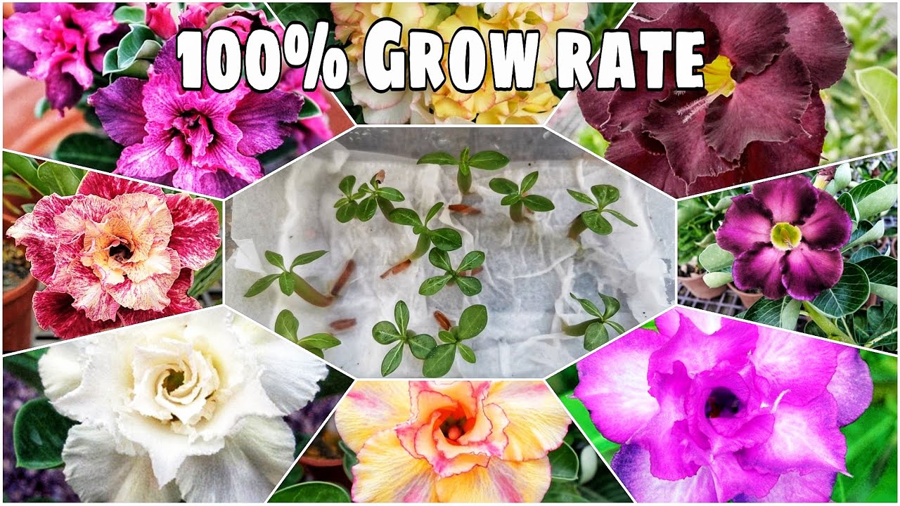 Adenium Seeds from Shopee | How to Grow them Successfully