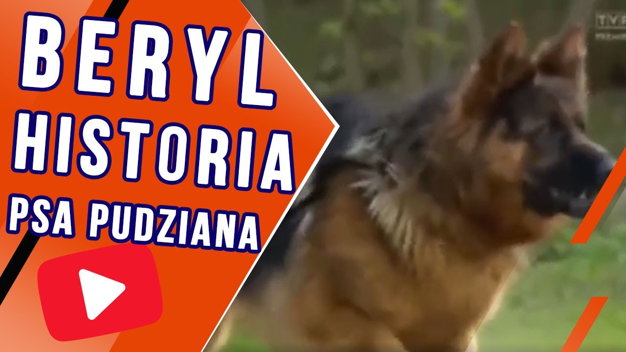 Beryl w akcji, czyli historia psa Pudziana w 8 minut