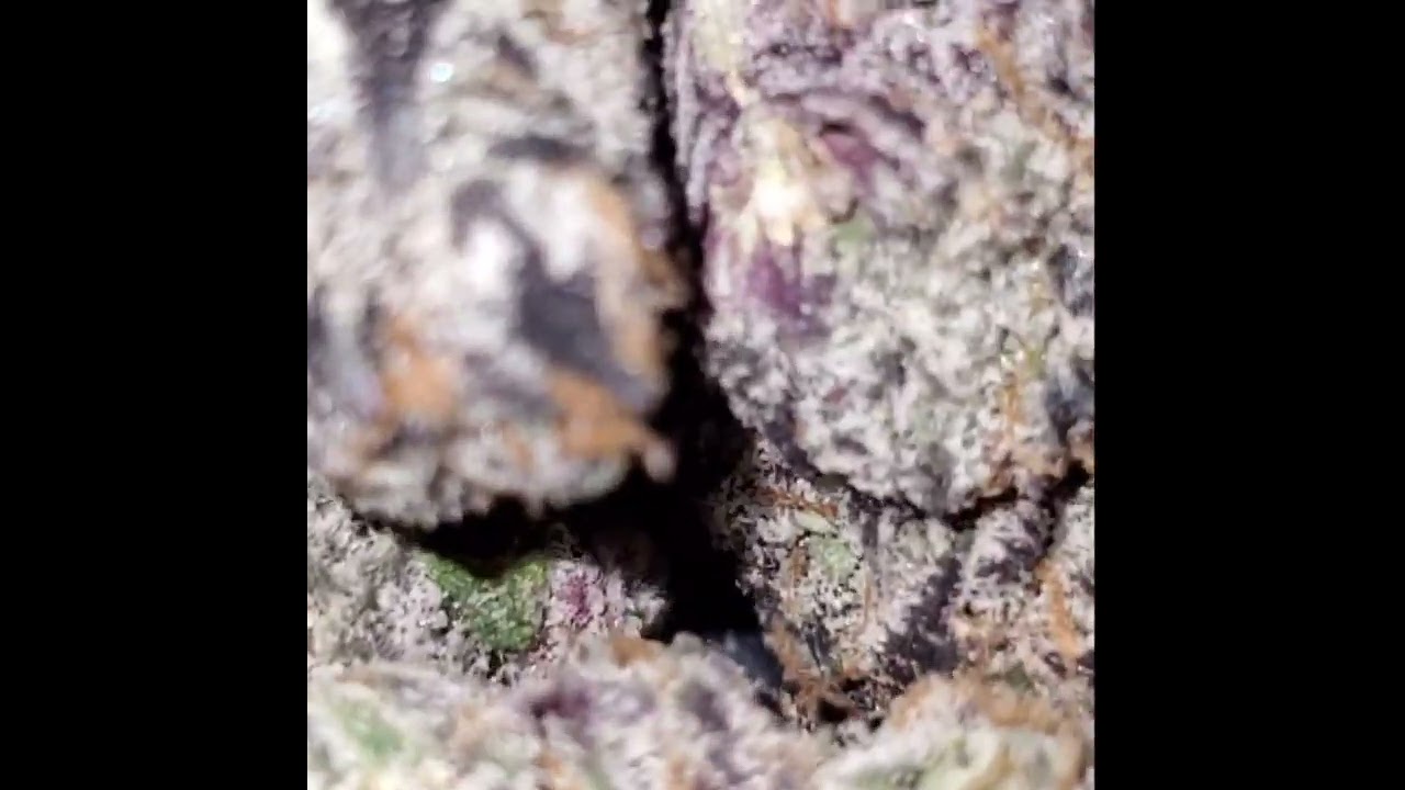 Snaxland Runtz Exotic