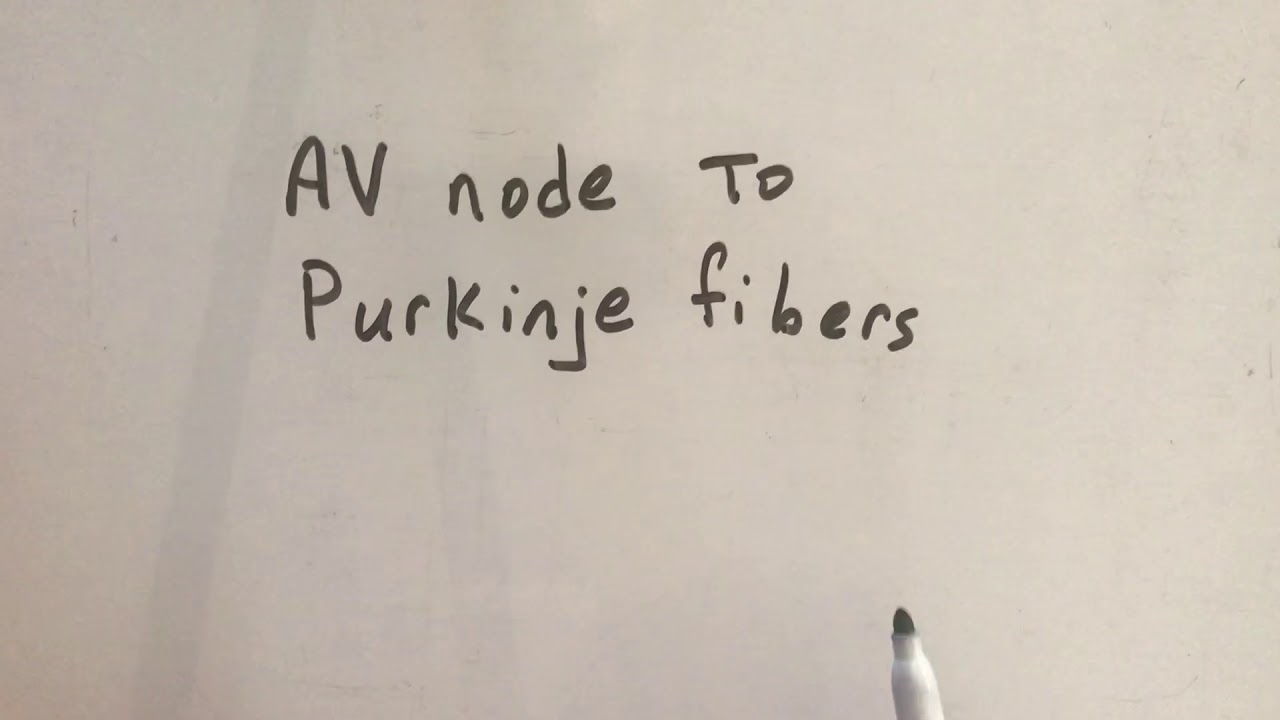 AV node to Purkinje fibers