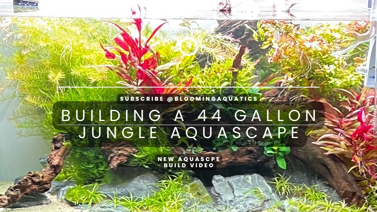 Building a 44-gallon jungle style aquascape