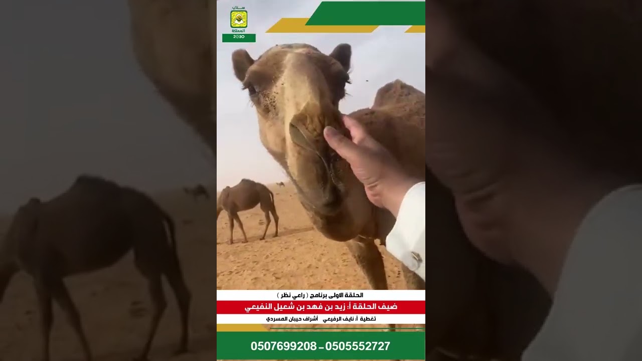 الحلقة الاولى برنامج { راعي نظر } ضيف الحلقة أ: زيد بن فهد بن شعيل النفيعي