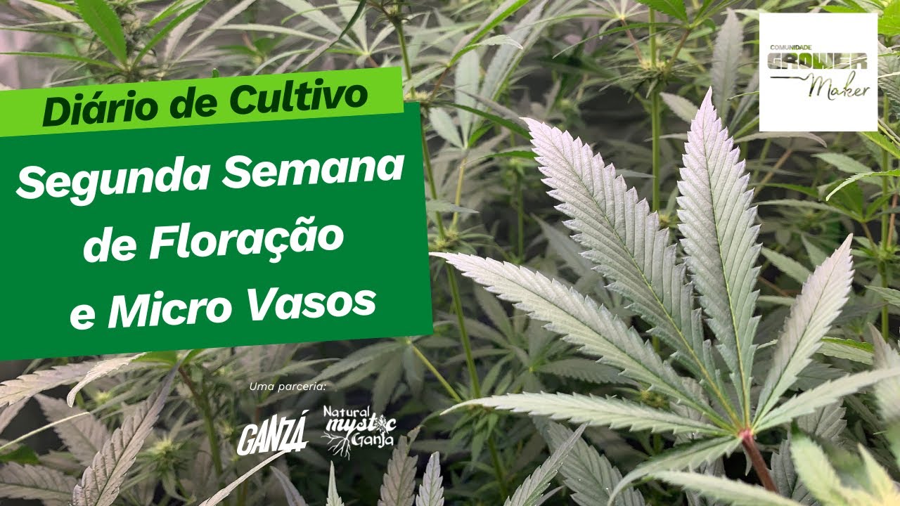 Luz, Tricomas, Resina e A&ccedil;&atilde;o: A Beleza da Segunda Semana de Flora&ccedil;&atilde;o 🌟🔍 Di&aacute;rio de Cultivo